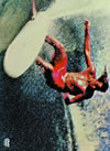 3 SURF FILMS??3??T??? [DVD]