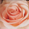??????????????Best Flower -B side collection-
