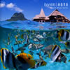 GONTITI[??????Resort Music Series