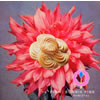 BONNIE PINK[?[?PINK