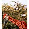 CUNE[?????? [p]