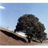 ?R????[?d Hometown [CCCD] [p]