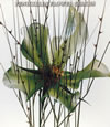 PENICILLIN[?OWER CIRCUS [CCCD] []