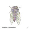Jimanica[?tomophonic [p]