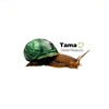 Tama[?eat Pleasure [CD+DVD] []