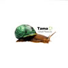 Tama[?eat Pleasure