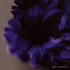 BUG[?ele Blume