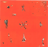 ANIMAL COLLECTIVE[??????????