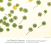 Au Revoir Simone[?rses of comfort[?assurance [? salvation-deluxe edition [2CD] []