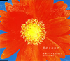 ????????Rosy???????⹉?????????????
