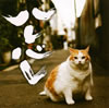 ?????????????? [CD+DVD] [p]