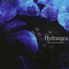 a crowd of rebellion[?drangea
