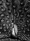 Merzbow[?rzphysics [10CD]