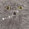 ?W???????c????? [CD+DVD] []