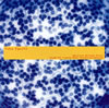 ?T?F????D?????????????Y???????@????E?[?VN[? [Blu-spec CD]