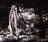 ??P?????[?CIFER [CD+DVD] []