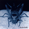 ??????????c?????SASE- [Blu-spec CD]