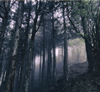 Akira Kosemura[? The Dark Woods [WPbgdl] [CD+DVD]