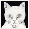 ????????ALL YOU NEED IS CAT????????????
