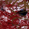Merzbow[?closure [WPbgdl]