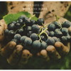 The Trio Bacchus[?e Days Of Wine And Roses