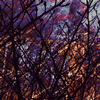 Merzbow[???? [WPbgdl]