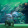 TAHITI 80[??????c????