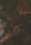?????? ?????c?<??????????? DVD-BOX??5000???????M?????T??? [DVD]