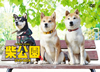 ???? TV???? DVD-BOX??3??T??? [DVD]