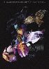 the GazettE[?E NAMELESS LIBERTY AT 10.12.26 TOKYO DOME [Blu-ray]