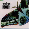 Walrus / MOTH