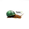 Tama - Great Pleasure [CD]