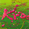 Kra / Yell [][]