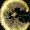 COIL  Vitamin C