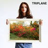 TRIPLANE / ˺餯