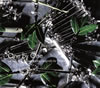 One by One kzk soundtrack from adidas Originals by Originals [CD] [紙ジャケット仕様]