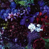 Aimer() / ʤ˽вʤС߲(ĤȤ) / ӡʥ [CD+DVD] []