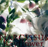 Rayflower  NARCISSUS