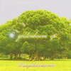 Hauptharmonie  GOLDENBAUM ep.