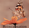 NEVERLAND - Reincarnation(̾B) [CD]