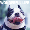 X.Y.Z.A / WONDERFUL LIFE