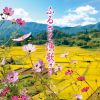 դ뤵ȱ ٥ [CD]