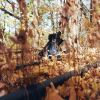 BILLY WOODS / GOLLIWOG []