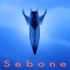 とた / Sebone -脊椎盤-