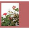 マヤ・ベナルド ～ さわめき&nbsp;&nbsp;マヤ・ベナルド - ハンナ・レヴィンソン [CD]