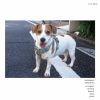 中村としまる - ノー・インプット・ミキシングボード，アーリー・イヤーズ [CD]