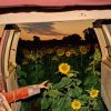 Kevin Morby - Little Wide Open [CD] [限定]