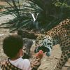 UNKNOWN MORTAL ORCHESTRA - V [CD] [限定]