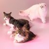 My Hair is Bad - cats [CD] [限定]