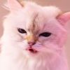 My Hair is Bad - cats [CD]